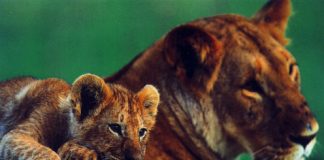 Cute Pictures of Wild Cat Families