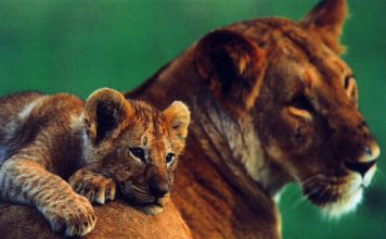 Cute Pictures of Wild Cat Families
