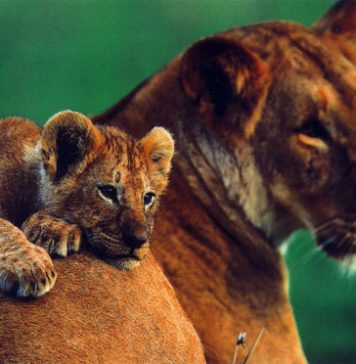 Cute Pictures of Wild Cat Families