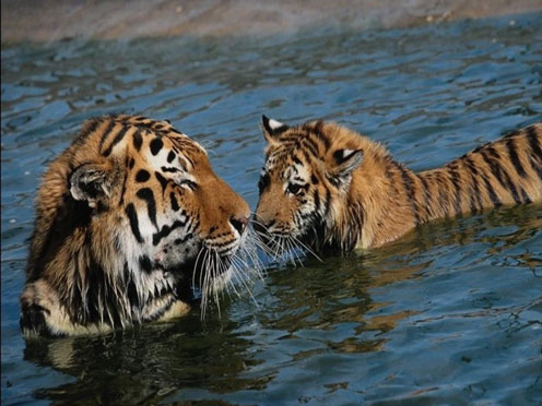 Tiger Mom and Baby Tiger