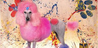 Bizarre Dog Haircuts