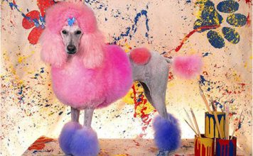Bizarre Dog Haircuts