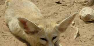 Cute Fennec Fox Pictures