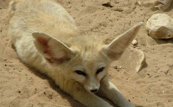 Cute Fennec Fox Pictures
