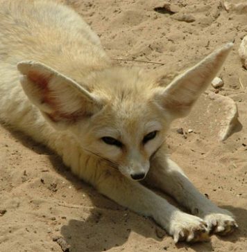 35 Facts about Foxes as Pets