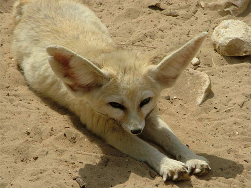 Fennec Fox Stretching Itself