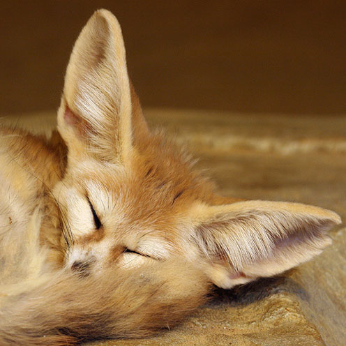 Fennec Fox Sleeping