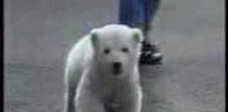 Happy Birthday, Knut!