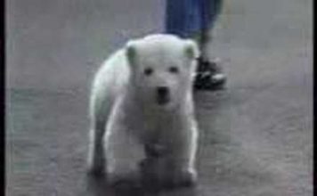 Happy Birthday, Knut!