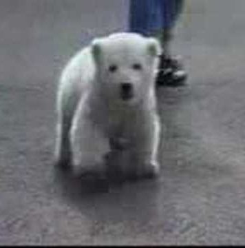 Happy Birthday, Knut!