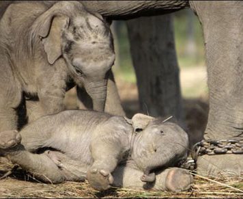 Cute Elephant Twins