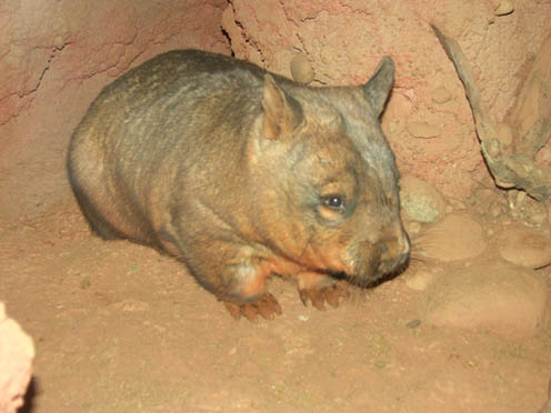 Tiny Wombat