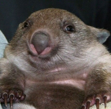 Wombat Portrait