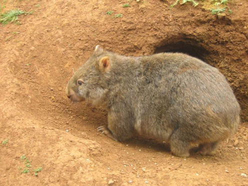 Womab Near His Burrow