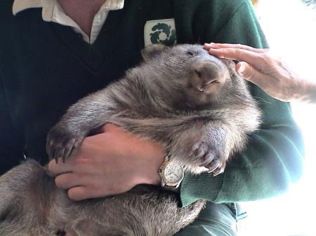 Wombat and Zookeepers