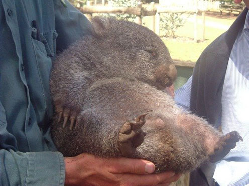 Sleeping Wombat