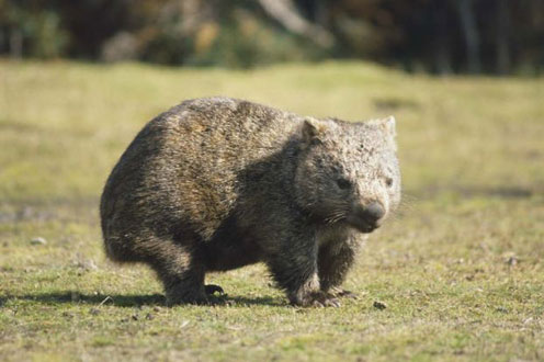 Wombat Walking