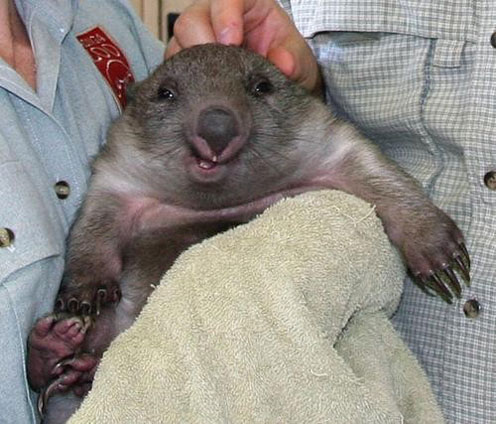 Another Smiling Wombat