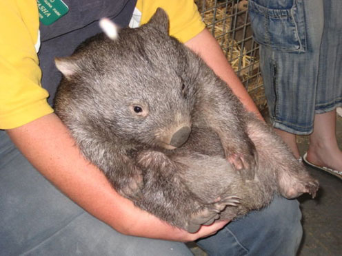 Shy Wombat