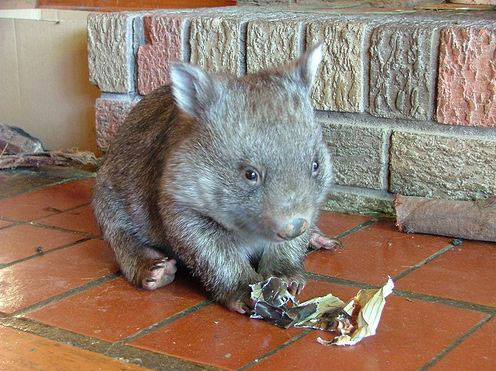 Wombat Pup Eating