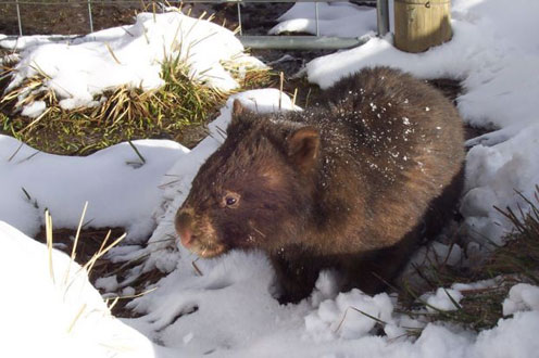 Wombat in Winter