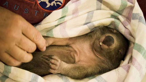 Wombat Pup Sleeping