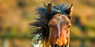 Photos of Beautiful Horses