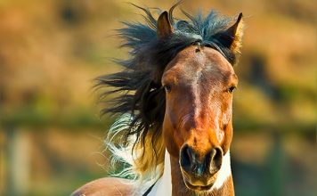 Photos of Beautiful Horses