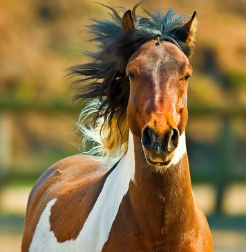 Photos of Beautiful Horses