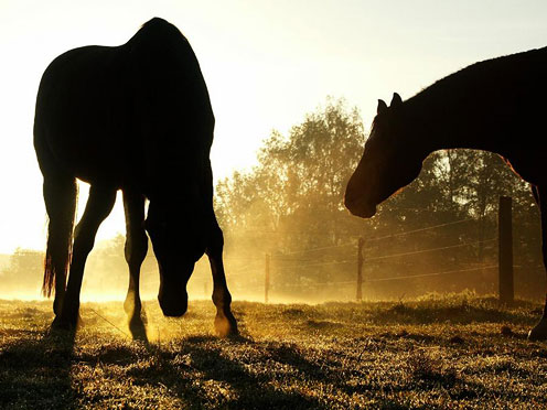 Two Beautiful Horses