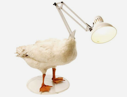 Decapitated Fowl Lamp