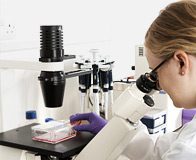 Skin Cells Could Be Transformed into Babies?