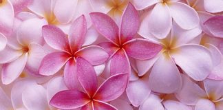 Beautiful Pictures of Little Flowers