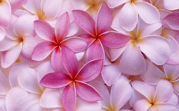 Beautiful Pictures of Little Flowers