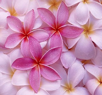 Beautiful Pictures of Little Flowers