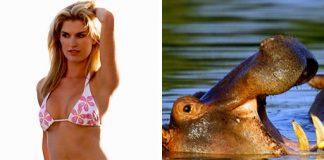 Hippo Sweat Will Be Used in Sun Tan Lotion