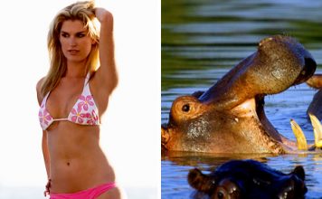 Hippo Sweat Will Be Used in Sun Tan Lotion