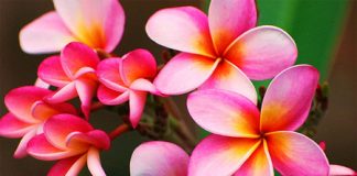 8 Best Floral Fragrances