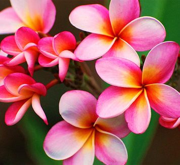 8 Best Floral Fragrances