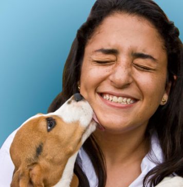 Dogs Can Smell Diabetes