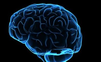 Our Brain Stores Memories That Seem Forgotten