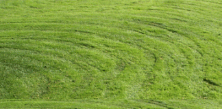 Freshly Cut Grass Is Best Anti-stress Remedy