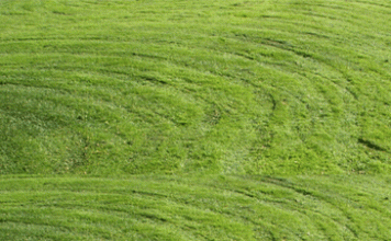 Freshly Cut Grass Is Best Anti-stress Remedy