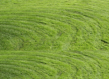 Freshly Cut Grass Is Best Anti-stress Remedy