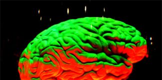 Obesity Is Proved to Damage Brain