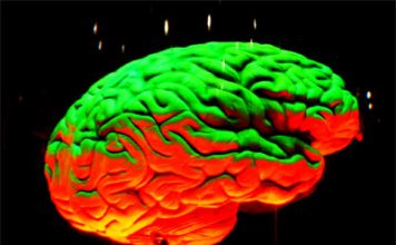 Obesity Is Proved to Damage Brain