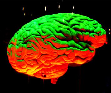 Obesity Is Proved to Damage Brain