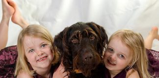 Canine Abilities Come Close to Those of Human Babies