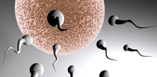 Anti-ageing Cure Found in Sperm