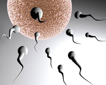 Anti-ageing Cure Found in Sperm